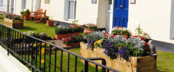 Sunny garden with flowers