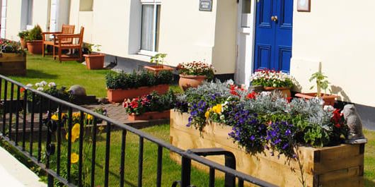 Sunny garden with flowers