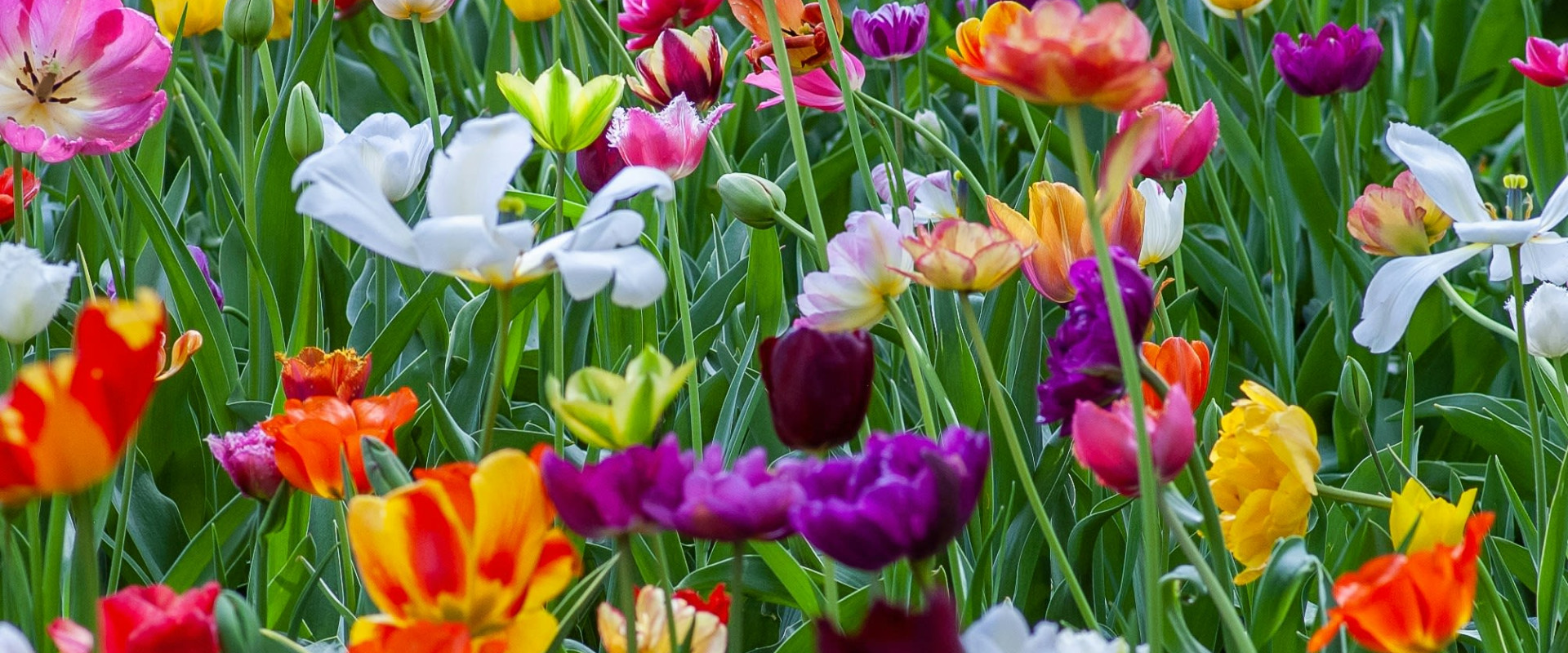 yoksel-zok-4SZ646m4FAA-unsplash