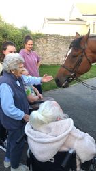 Meeting a horse