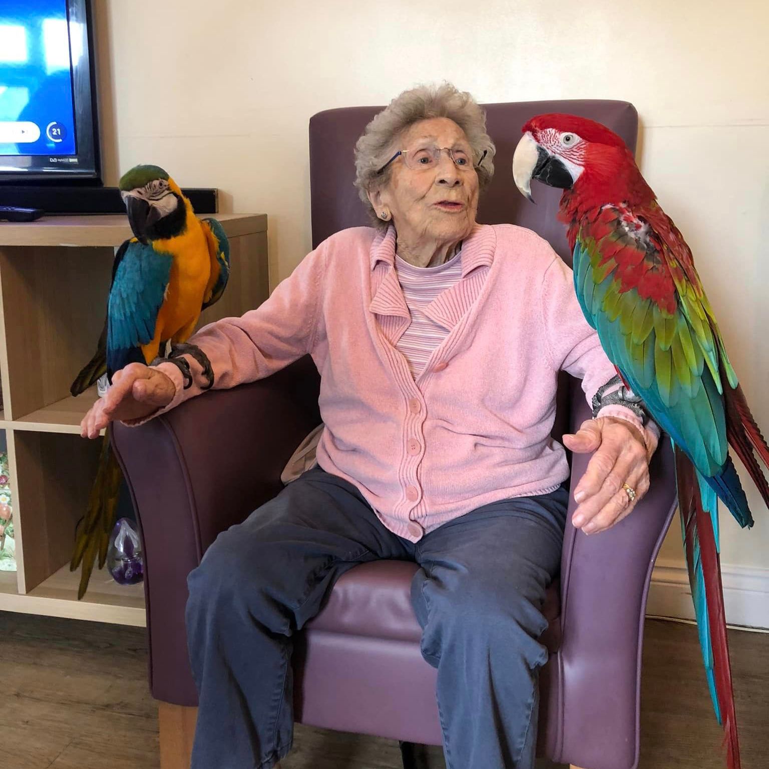 The parrots meeting the residents