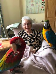 Two Parrots came to visit