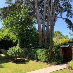 Large multi-trunked tree and dense greenery beside a wooden shed and walkway, in a well-kept garden under a clear blue sky.