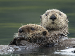 Otters in the water