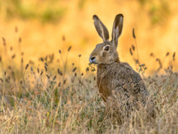Hare in a field