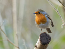 Robin on a stick