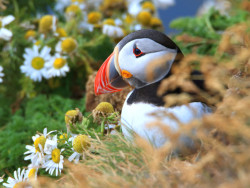 Puffin on a cliff