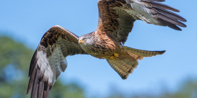 Red Kite in flight
