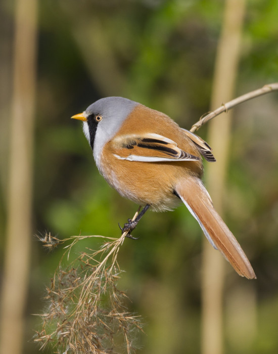 Bearded Tit on a small branch