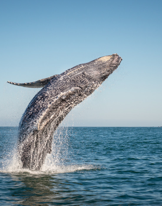 Humpback Whale breaching