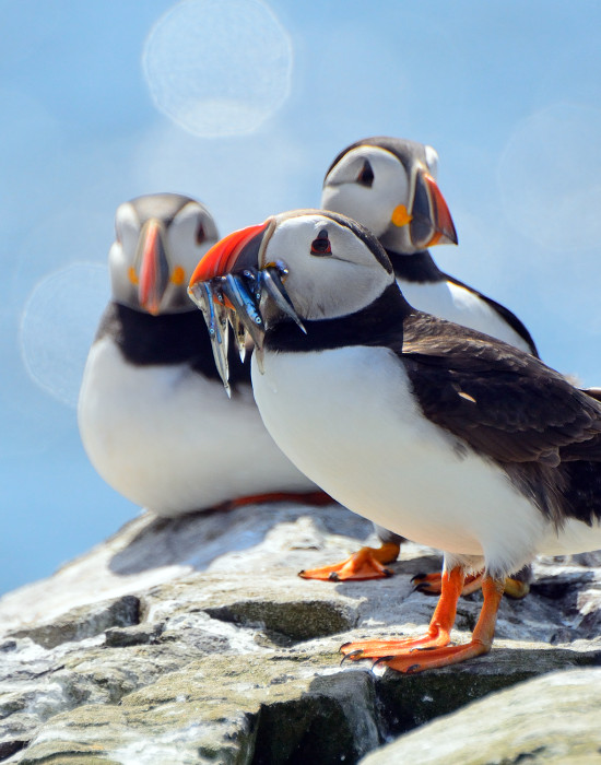 Puffins
