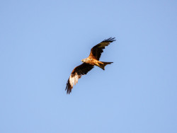 Red Kite wildlife in Yorkshire UK