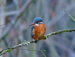 Kingfisher bird wildlife Yorkshire UK