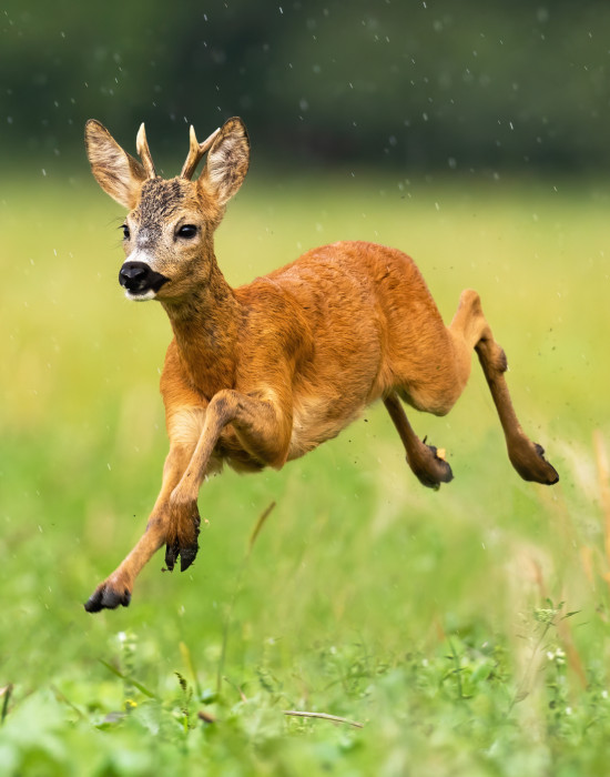 Roe Deer in a field