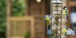Birds on a hanging bird feeder