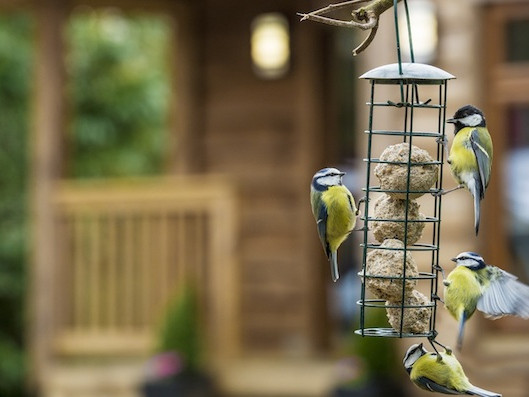 Birds on a hanging bird feeder