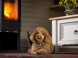 Small dog say by a fire in a lodge