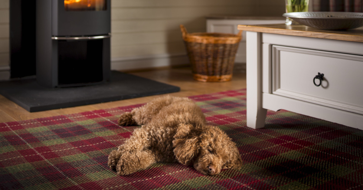 Mill Pond Lodge Dog Friendly - Dog laying down in front of the fire