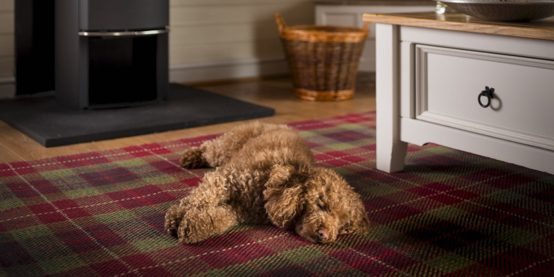 Mill Pond Lodge Dog Friendly - Dog laying down in front of the fire