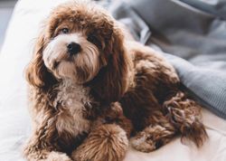 Fluffy brown and white dog lying on a bed