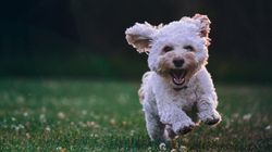 Happy small white dog running on grass